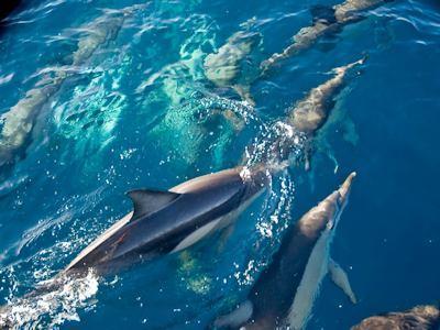 Salamander Bay Bed And Breakfast Εξωτερικό φωτογραφία
